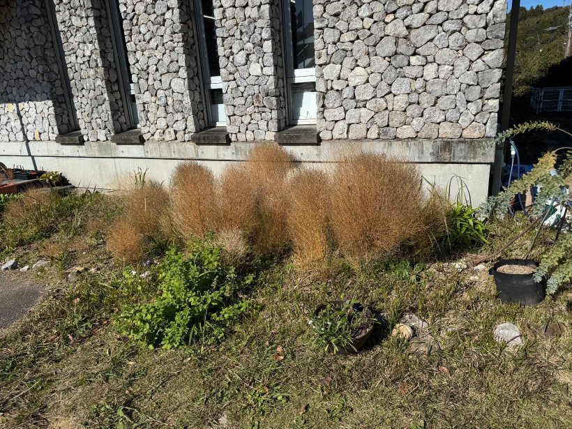 茶色くなったコキア